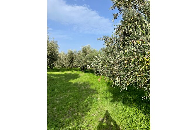 Private Traditional Olive Grove and Dragon Fruit Farm Tour - The view, the terrace, and the pace of the afternoon