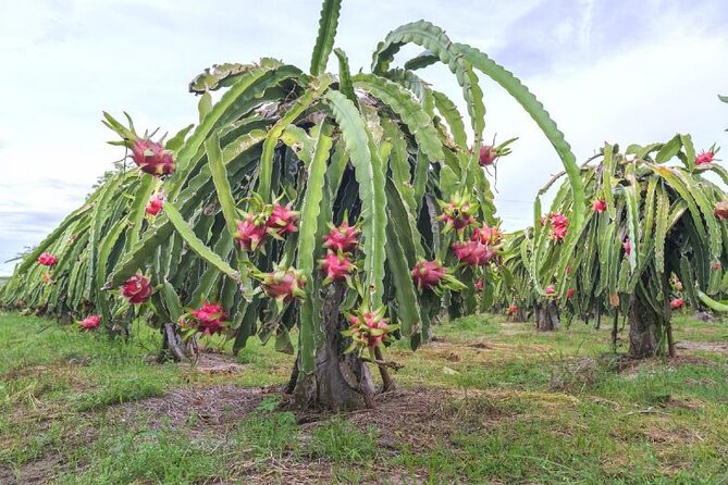 Private Traditional Olive Grove and Dragon Fruit Farm Tour - Price and value at $9.61