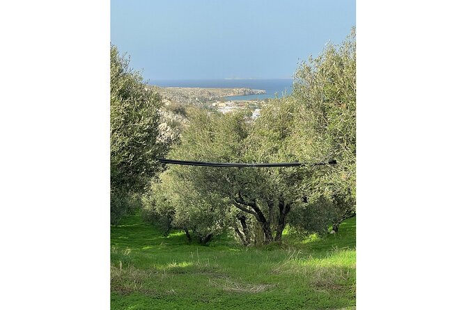 Private Traditional Olive Grove and Dragon Fruit Farm Tour - Getting to Evangelismou 135 in Prassas