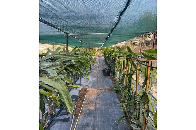 Private Traditional Olive Grove and Dragon Fruit Farm Tour - Who should book this farm experience?