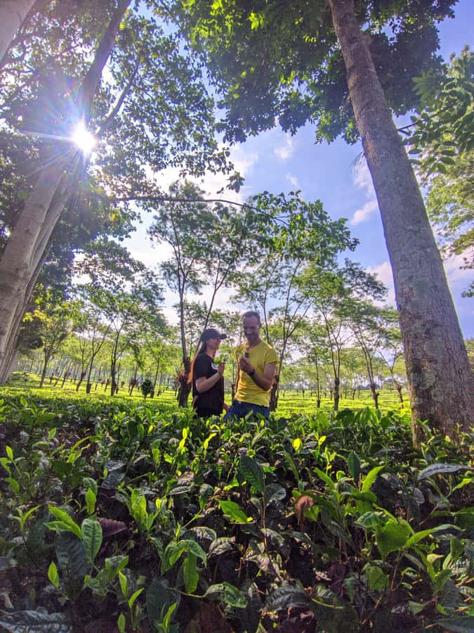 Private Trip Malang/Surabaya : Tour Tea Plantation Wonosari - From fresh leaves to finished tea