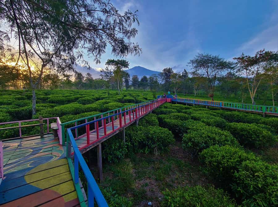 Private Trip Malang/Surabaya : Tour Tea Plantation Wonosari - Tea tasting and a slower finish