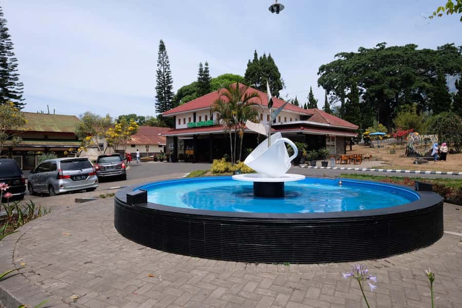 Private Trip Malang/Surabaya : Tour Tea Plantation Wonosari - Should you book the Wonosari Tea Garden tour?