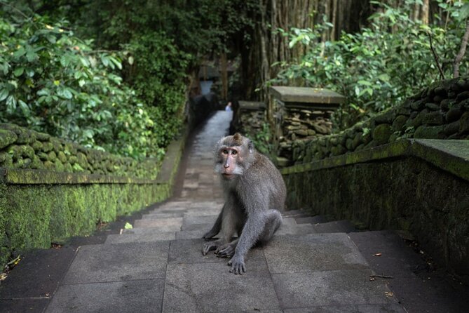 Private Ubud Day Tour Waterfalls Sacred Monkeys and Rice Fields - What this Kuta to Ubud day actually includes