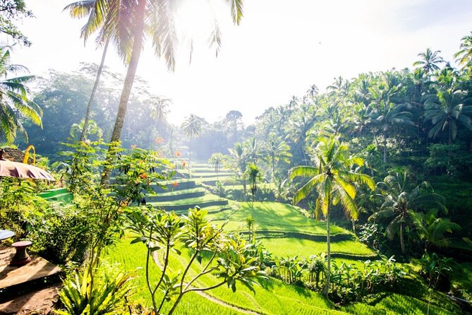 Private Ubud Day Tour Waterfalls Sacred Monkeys and Rice Fields - Sacred Monkey Forest: Temples, trees, and alert eyes