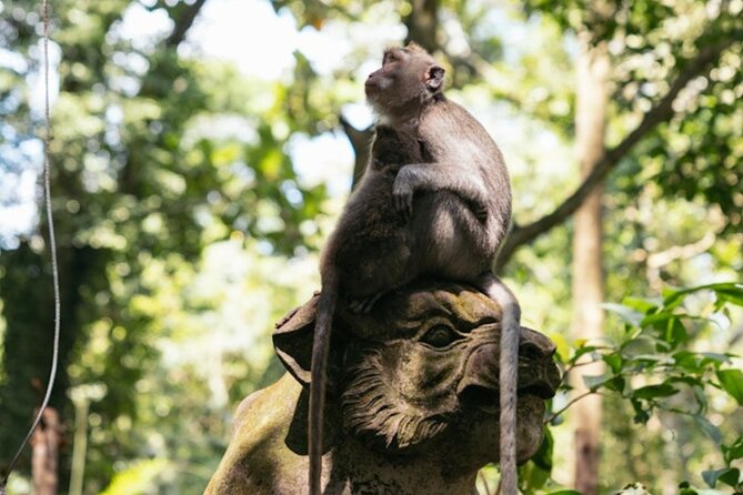 Private Ubud Day Tour Waterfalls Sacred Monkeys and Rice Fields - Barong and Fire Dance: Bali’s dramatic opening act