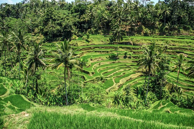 Private Ubud Tour: Monkey Forest, Waterfall & Rice Terrace - Starting among the macaques at Monkey Forest