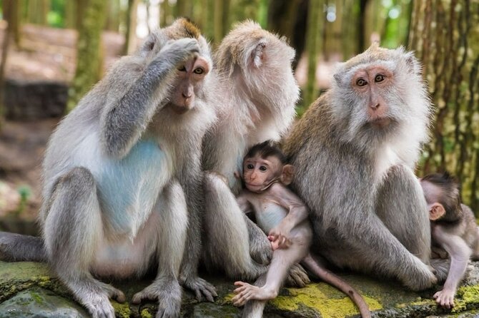 Private Ubud Tour: Monkey Forest, Waterfall & Rice Terrace - Pausing at Batuan Temple
