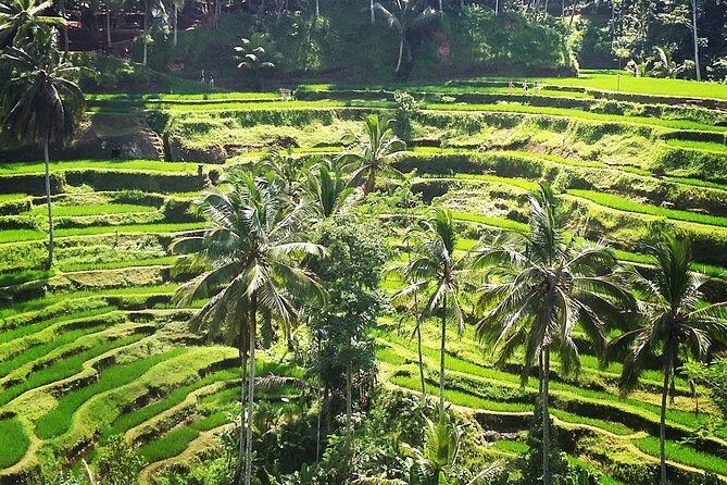 Private ubud tour : Temple Bathing + Mount Batur + Rice Terrace. - What the private format really adds