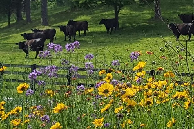 Private Walking Tour of a Real Working Cattle Ranch - Conservation and Regenerative Pasture Management