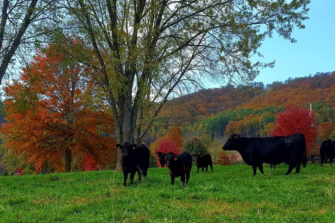 Private Walking Tour of a Real Working Cattle Ranch - Add the Farm Store Carefully