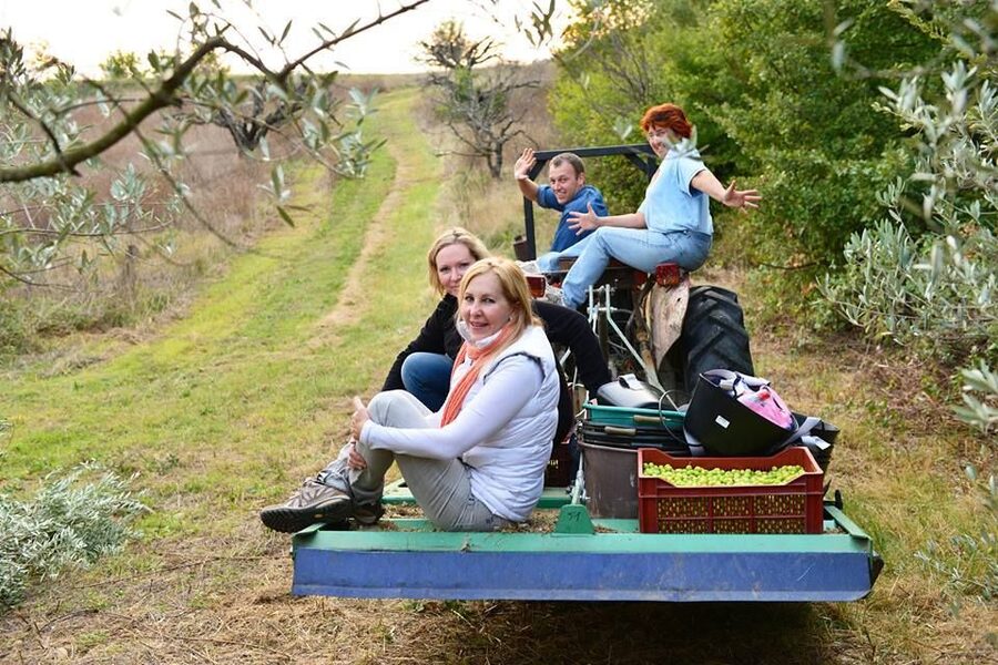 Provence Olive Harvest - Key points to know before booking