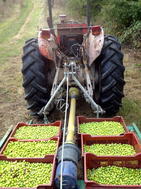 Provence Olive Harvest - Walking through Les Pastras near Cadenet