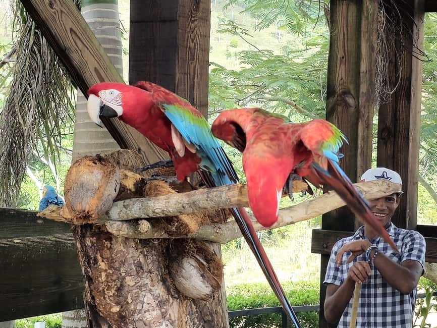 Punta Cana: Buggy and Zipline Adventure at La Hacienda - Buggies on a private jungle circuit