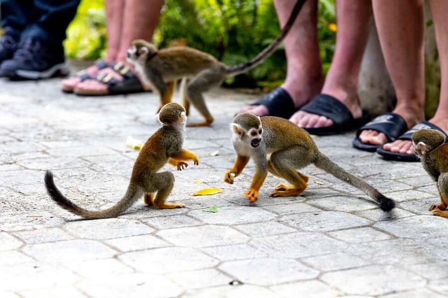 Punta Cana: Monkey Land Half-Day Safari and Plantation - What to bring and what to leave behind