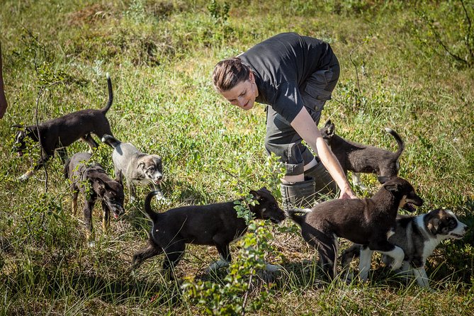 Puppy Training Experience at a Husky Farm in Tromso - Key points to know before booking