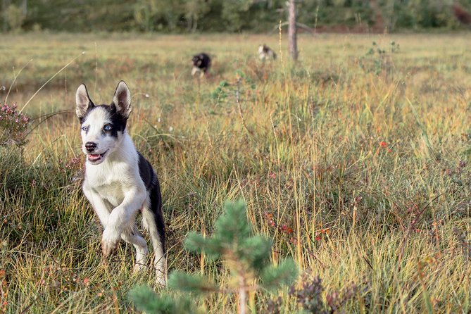 Puppy Training Experience at a Husky Farm in Tromso - Why this Tromsø husky visit feels different