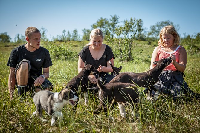 Puppy Training Experience at a Husky Farm in Tromso - Time in the dog yard with friendly adult huskies