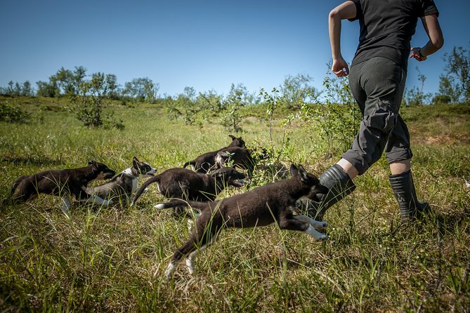 Puppy Training Experience at a Husky Farm in Tromso - Who will enjoy this most