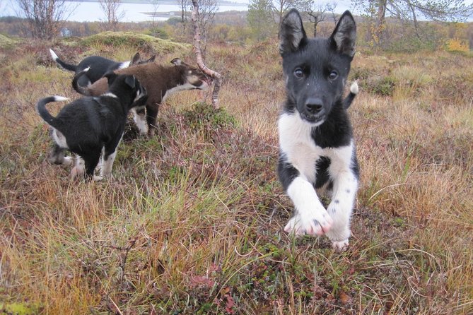 Puppy Training Experience at a Husky Farm in Tromso - Puppy games, treats, walks, and a little chaos