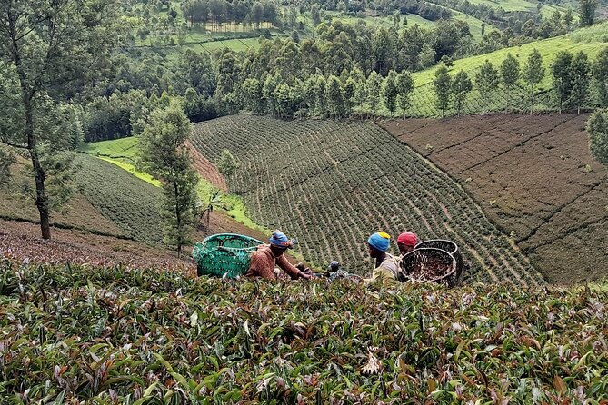 Purple Tea Farm Tour from Nairobi City - Specialty Tea Tasting - Buying tea fresh from the factory mill