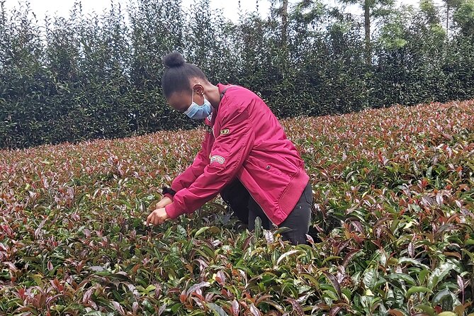 Purple Tea Farm Tour from Nairobi City - Specialty Tea Tasting - What the $102 price really covers