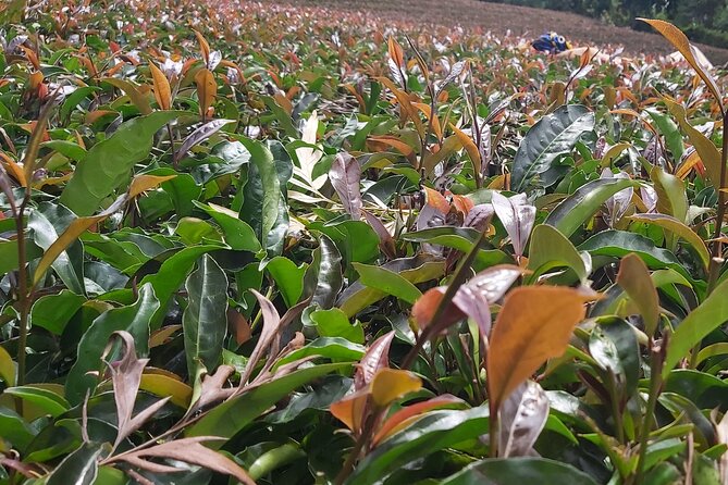 Purple Tea Farm Tour from Nairobi City - Specialty Tea Tasting - Meeting the family at the farm house