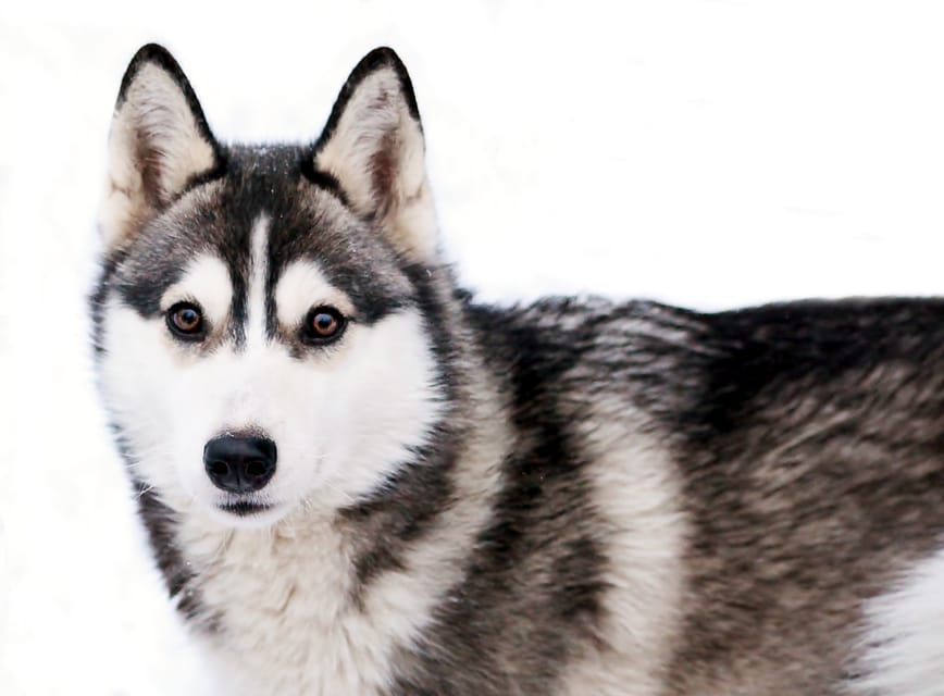 Pyhätunturi: Husky safari 5km including a farm visit - Six Alaskan huskies and a real working farm