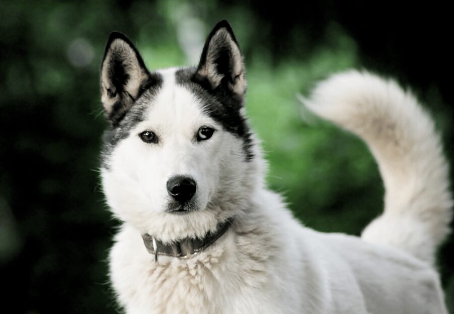 Pyhätunturi: Husky safari 5km including a farm visit - What the 1.5-hour schedule feels like