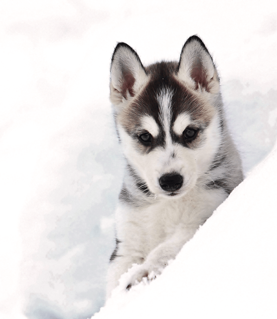Pyhätunturi: Husky safari 5km including a farm visit - Sharing a sled with children