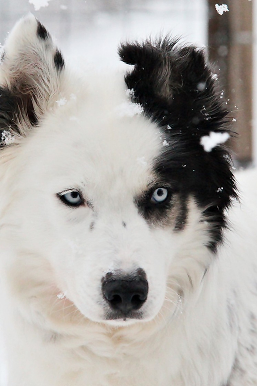 Pyhätunturi: Husky safari 5km including a farm visit - Clothing matters more than the price suggests