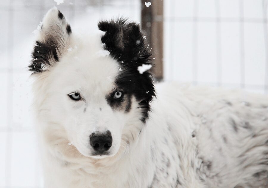 Pyhätunturi: Husky safari 5km including a farm visit - Driving the sled is the key decision