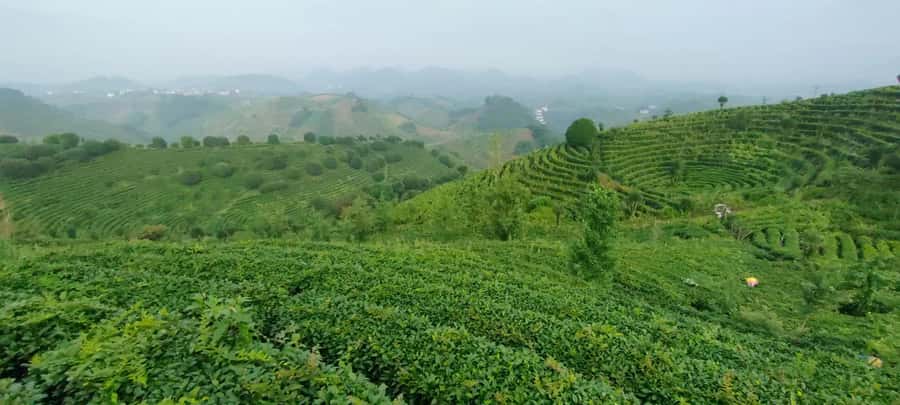 Qixianfeng Tea Plantation Tour in Yangshuo - Learning Chinese tea preparation