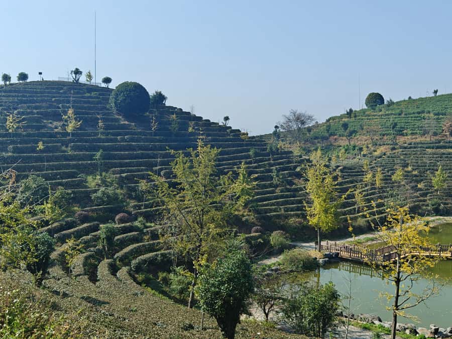 Qixianfeng Tea Plantation Tour in Yangshuo - What the $79 price really covers