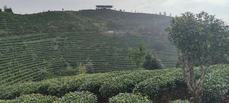 Qixianfeng Tea Plantation Tour in Yangshuo - Picking fresh leaves by hand