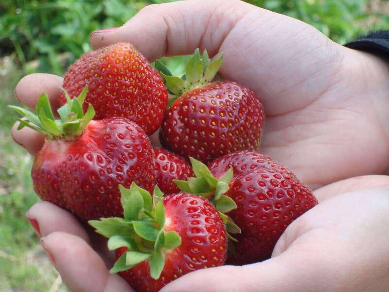 Quebec City - Agricultural Walking Tour on Ile d'Orléans - The secret stop and the pleasure of not knowing everything
