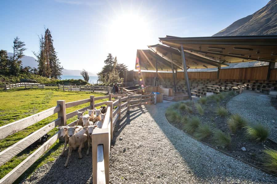 Queenstown: Queenstown Lake Cruise and Walter Peak Farm Tour - Afternoon tea at the farm