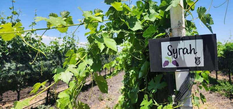 Querétaro: Haciendas, Vineyards, and Magical Towns Day Trip - What is included, and what will cost extra