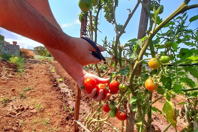 "Re-Canto" Farm-to-Table with Stunning Views at Madeira - Arriving above Funchal for the 6:00 pm start