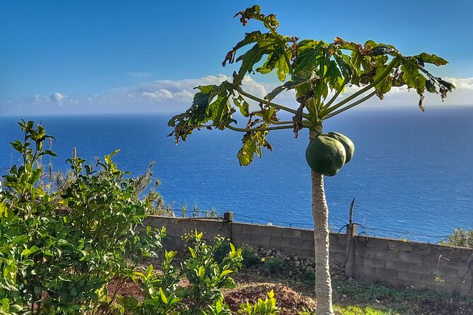 "Re-Canto" Farm-to-Table with Stunning Views at Madeira - Poncha first, then a walk through the farm