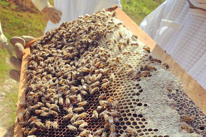 Reagan’s Honey Beekeeping Adventure - How the small group affects the value