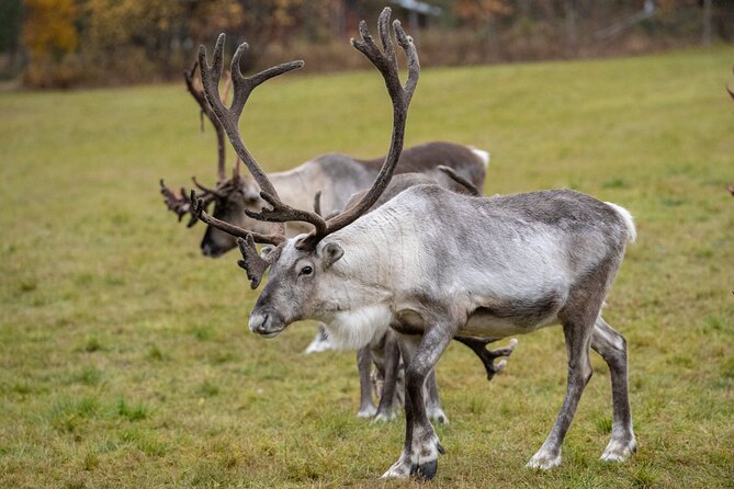 Reindeer Farm Experience in Summer and Autumn from Rovaniemi - Why this farm visit feels different from a quick reindeer stop
