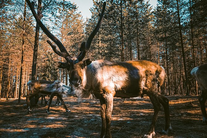 Reindeer Farm Summer Experience - Meeting Rovaniemi’s reindeer beyond the Christmas postcard