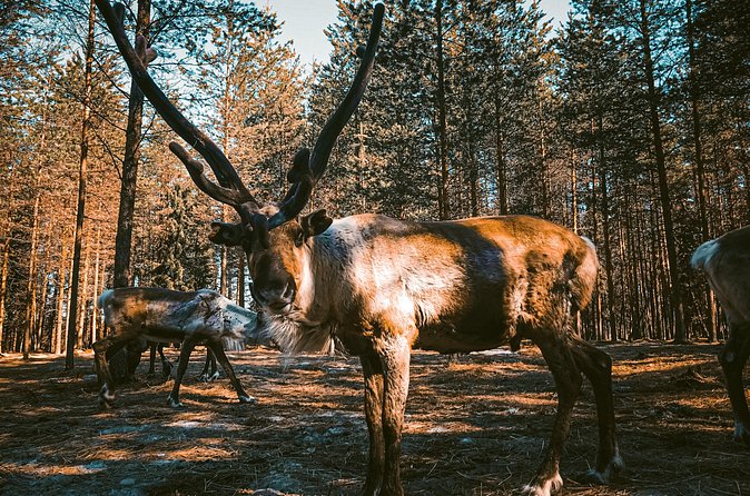 Reindeer Farm Summer Experience - A peaceful pause with coffee and cookies