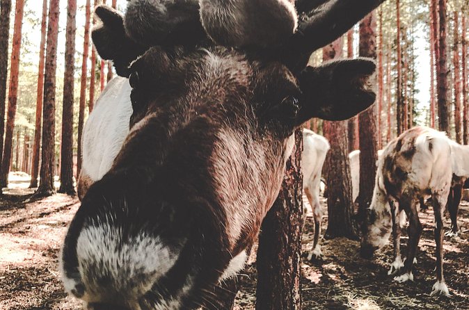 Reindeer Farm Summer Experience - Who will enjoy this farm visit most?