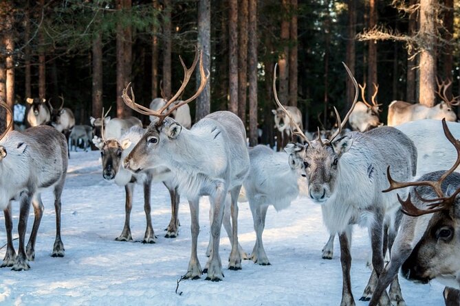 REINDEER FARM VISIT a real authentic experience - Meeting the herd at feeding time