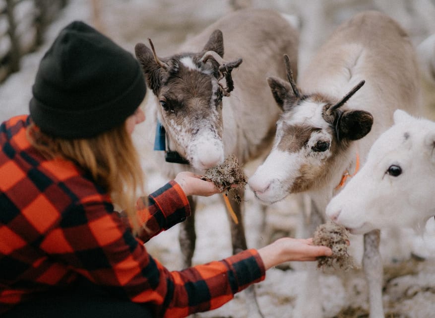 Reindeer Farm Visit & Wilderness Fell Adventure - Key details before you book