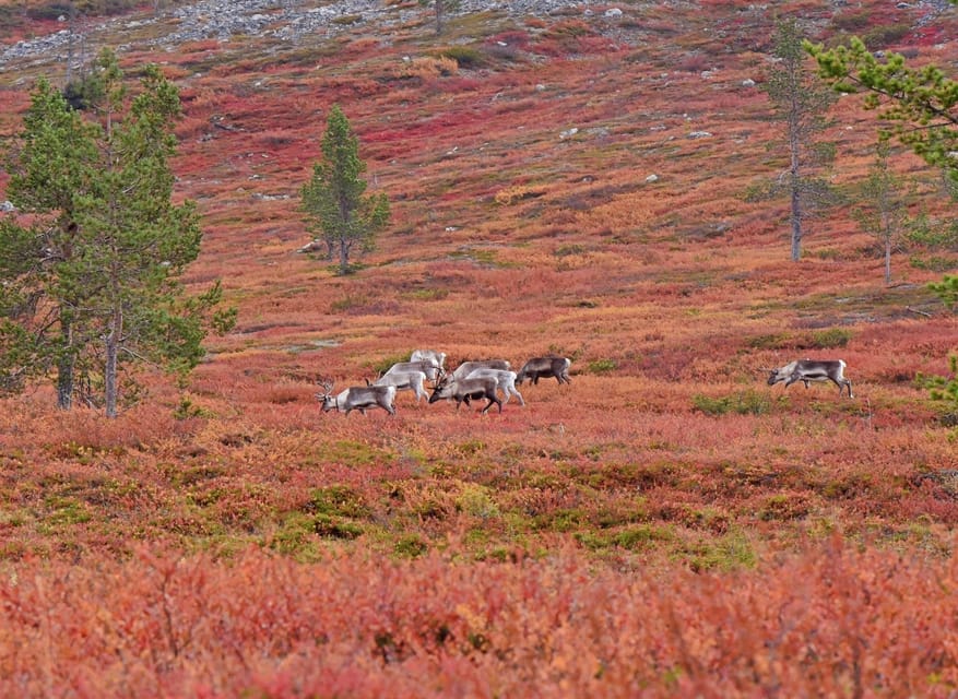 Reindeer Farm Visit & Wilderness Fell Adventure - Meeting Lapland’s reindeer up close