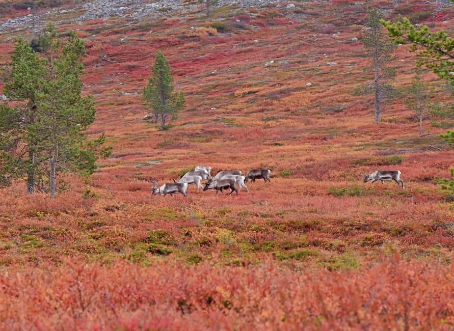 Reindeer Farm Visit & Wilderness Fell Adventure - Campfire pancakes and Arctic stories
