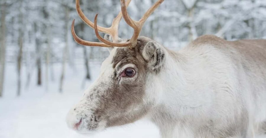 Reindeer Farm Visit with Sleigh Ride - Meeting reindeer close to Rovaniemi